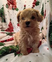 Marcus, a male Maltipoo for sale in Stoutland, MO – 6 of 7