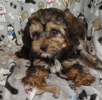Michael, a male Yorkipoo for sale in Stoutland, MO – 3 of 7