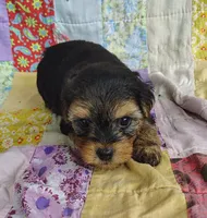 Nick, a male Maltipoo and Yorkshire Terrier for sale in Stoutland, MO – 7 of 9