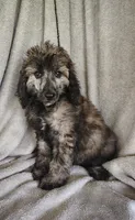 Simon, a male Poodle - Standard  for sale in Stoutland, MO – 8 of 10