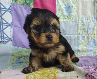 Nick, a male Maltipoo and Yorkshire Terrier for sale in Stoutland, MO – 5 of 9