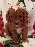 Layla, a female Cavapoo for sale in Stoutland, MO – 3 of 6
