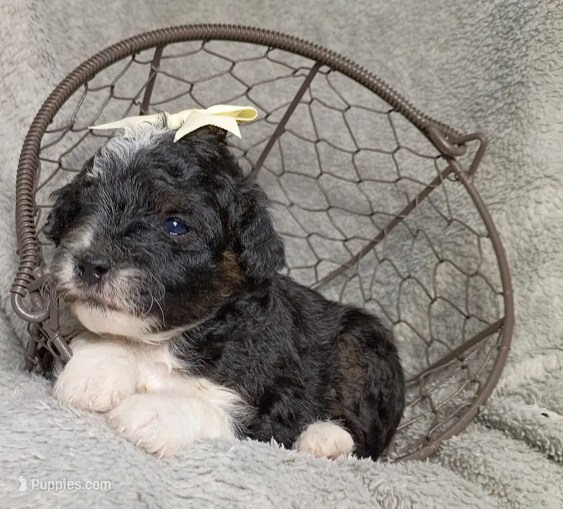 Aurora  – Poodle - Miniature , Miniature Aussiedoodle puppy for sale in Stoutland, MO