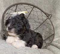 Aurora , a female Poodle - Miniature  and Miniature Aussiedoodle for sale in Stoutland, MO – 1 of 5