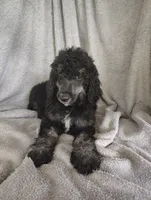 Sarah, a female Poodle - Standard  for sale in Stoutland, MO – 4 of 7
