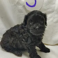 Cody, a male Shihpoo for sale in Stoutland, MO – Photo 2 of 5