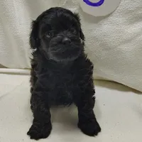 Cody, a male Shihpoo for sale in Stoutland, MO – Photo 1 of 5