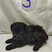 Cody, a male Shihpoo for sale in Stoutland, MO – Photo 3 of 5