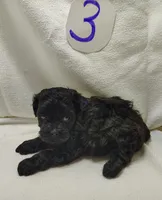 Cody, a male Shihpoo for sale in Stoutland, MO – Photo 3 of 5