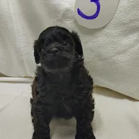 Cody, a male Shihpoo for sale in Stoutland, MO – Photo 4 of 5