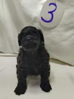 Cody, a male Shihpoo for sale in Stoutland, MO – Photo 4 of 5