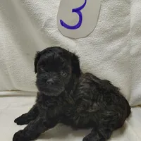 Cody, a male Shihpoo for sale in Stoutland, MO – Photo 5 of 5