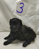 Cody, a male Shihpoo for sale in Stoutland, MO – Photo 5 of 5