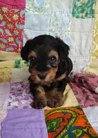 Daniel, a male Yorkipoo for sale in Stoutland, MO – 4 of 10