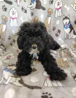 Allie, a female Cavapoo and Poodle - Miniature  for sale in Stoutland, MO – 4 of 4