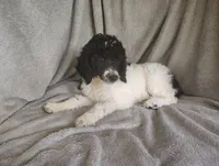 Sonny, a male Poodle - Standard  for sale in Stoutland, MO – 8 of 9