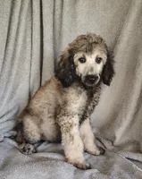 Sammy, a male Poodle - Standard  for sale in Stoutland, MO – 8 of 8