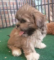 Christie, a female Shih Tzu for sale in Stoutland, MO – 4 of 5