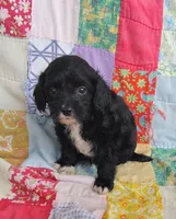 Allen, a male Cavapoo and Poodle - Miniature  for sale in Stoutland, MO – 3 of 6
