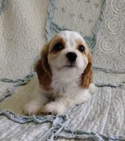 Trixie, a female Cavachon for sale in Stoutland, MO – 10 of 10