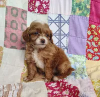 Alexa, a female Cavapoo and Poodle - Miniature  for sale in Stoutland, MO – 4 of 8