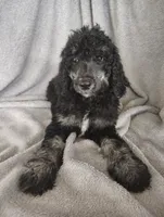 Sarah, a female Poodle - Standard  for sale in Stoutland, MO – 7 of 7