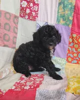 Allie, a female Cavapoo and Poodle - Miniature  for sale in Stoutland, MO – 3 of 5