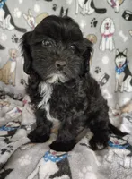 Amanda , a female Cavapoo and Poodle - Miniature  for sale in Stoutland, MO – 4 of 8