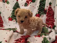 Marcus, a male Maltipoo for sale in Stoutland, MO – 3 of 7