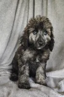 Simon, a male Poodle - Standard  for sale in Stoutland, MO – 2 of 10