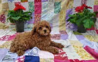 Alvin, a male Poodle - Miniature  for sale in Stoutland, MO – 3 of 4