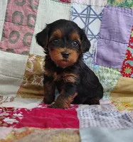 Dede, a female Yorkipoo for sale in Stoutland, MO – 10 of 10