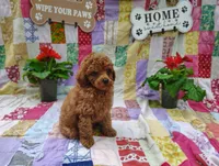 Theodore , a male Poodle - Miniature  for sale in Stoutland, MO – 3 of 5