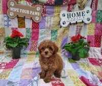 Alvin, a male Poodle - Miniature  for sale in Stoutland, MO – 2 of 4