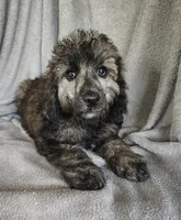 Simon, a male Poodle - Standard  for sale in Stoutland, MO – 7 of 10