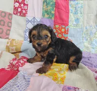 Nathaniel , a male Yorkipoo for sale in Stoutland, MO – 5 of 8