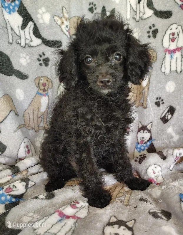 Alex – Cavapoo, Poodle - Miniature  puppy for sale in Stoutland, MO