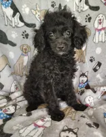 Alex, a male Cavapoo and Poodle - Miniature  for sale in Stoutland, MO – 1 of 3