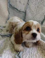 Taylor, a female Cavachon for sale in Stoutland, MO – 9 of 9
