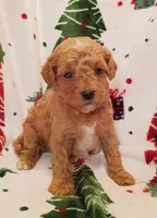 Teddy, a male Cavapoo for sale in Stoutland, MO – 2 of 7