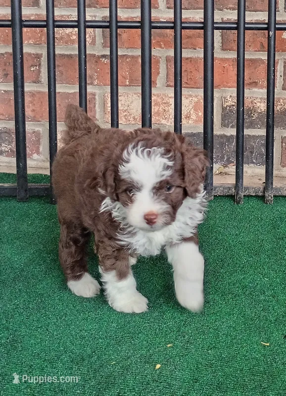 Belle – Poodle - Miniature , Miniature Aussiedoodle puppy for sale in Stoutland, MO