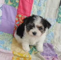 Layla, a female Maltipoo and Yorkshire Terrier for sale in Stoutland, MO – 5 of 9