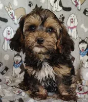 Michael, a male Yorkipoo for sale in Stoutland, MO – 2 of 7