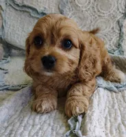 Trevor, a male Cavachon for sale in Stoutland, MO – 3 of 9