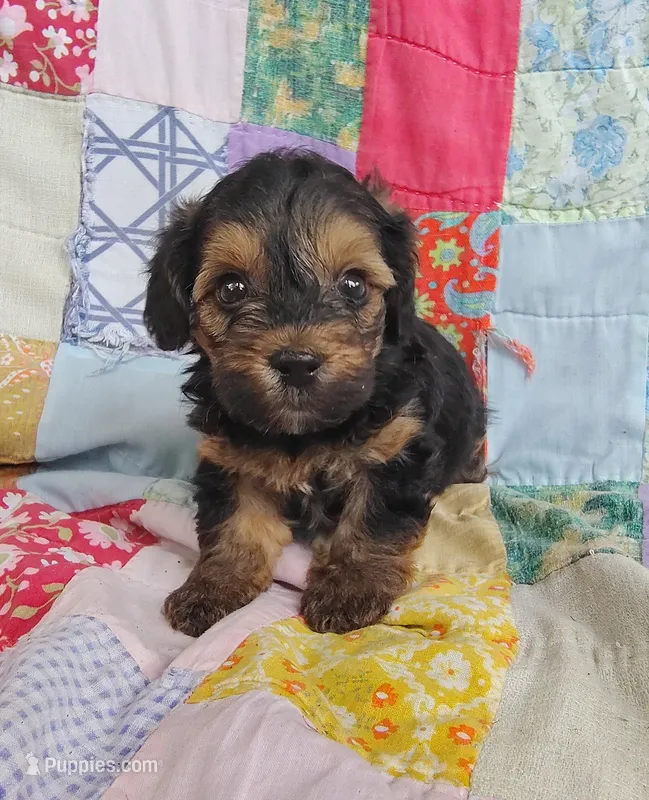 Nathaniel  – Yorkipoo puppy for sale in Stoutland, MO