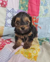 Nathaniel , a male Yorkipoo for sale in Stoutland, MO – 1 of 8