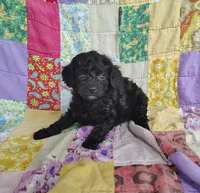 Alex, a male Cavapoo and Poodle - Miniature  for sale in Stoutland, MO – 6 of 6