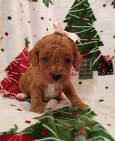 Tally, a female Cavapoo for sale in Stoutland, MO – 6 of 7