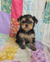 Leo, a male Maltipoo and Yorkshire Terrier for sale in Stoutland, MO – 4 of 9