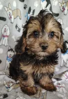 Nathaniel, a male Yorkipoo for sale in Stoutland, MO – 5 of 6
